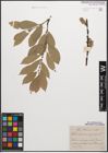 Foto von Salix caprea L. x Salix nigricans Sm.